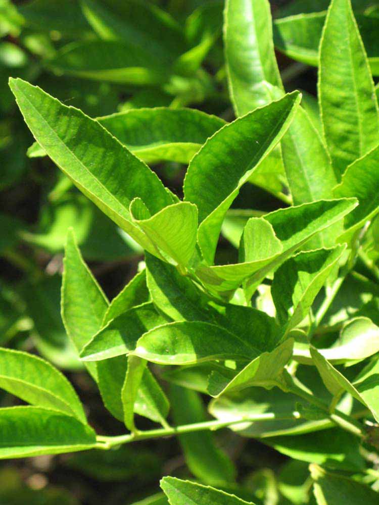              Sun leaves (Riverside, CA)       